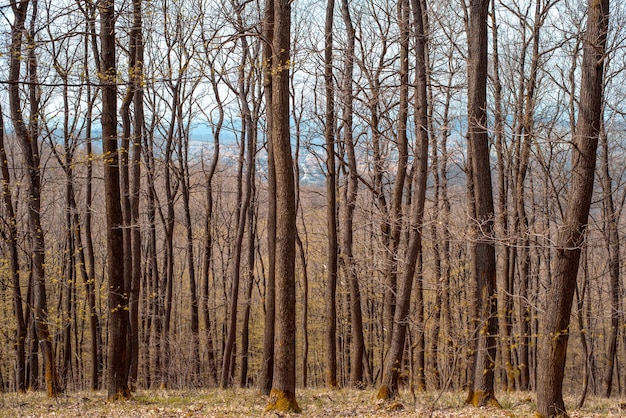 Árvores carecas na floresta no início da primavera