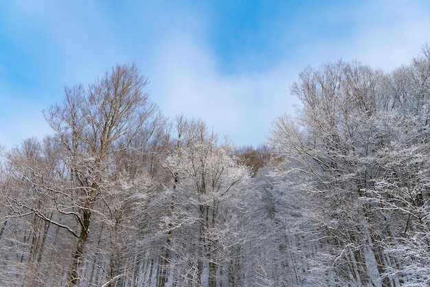 Árvores cobertas de geada no céu azul na floresta de inverno.