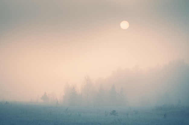 Árvores cobertas de gelo na floresta de inverno ao nascer do sol nevoento