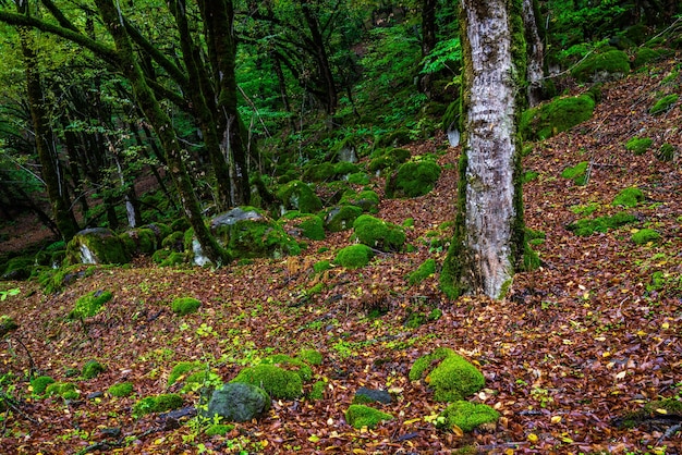 Árvores cobertas de musgo em uma floresta verde mística