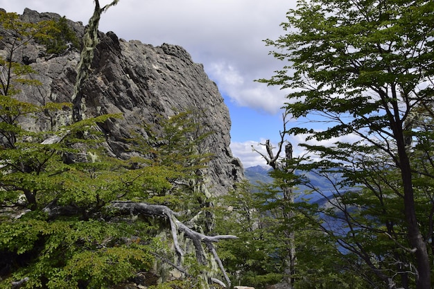 Árvores cobertas de musgo na floresta no parque nacional arrayanes san carlos de bariloche argentina