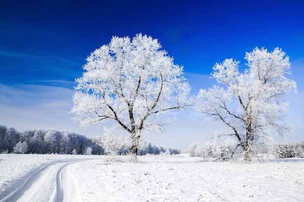 Árvores cobertas de neve contra o céu