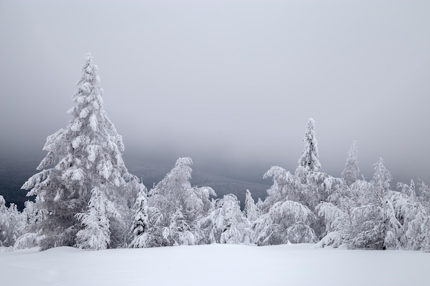 Árvores cobertas de neve de inverno nas montanhas de Ural.