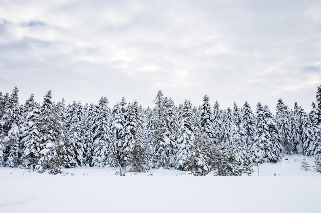 Árvores cobertas de neve e terra contra o céu