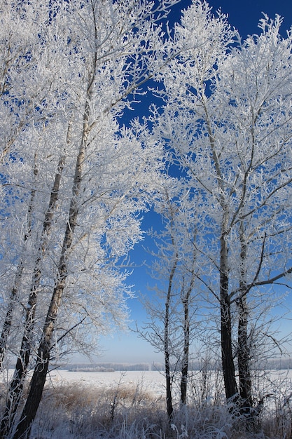 Árvores cobertas de neve em uma floresta de inverno contra um céu azul