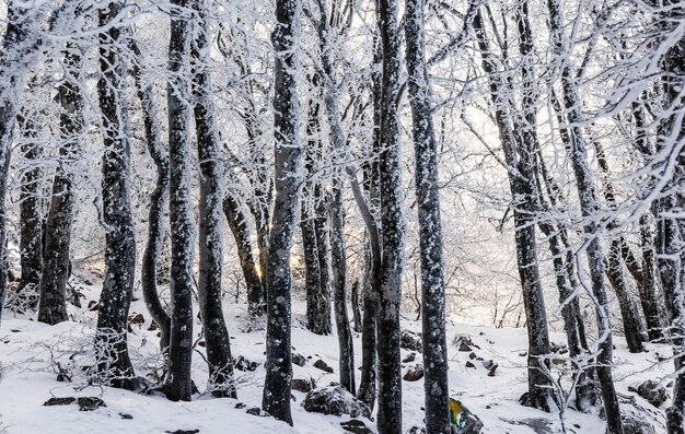 Árvores cobertas de neve em uma floresta na montanha