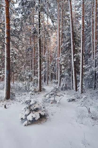 árvores cobertas de neve fresca em um inverno fabuloso