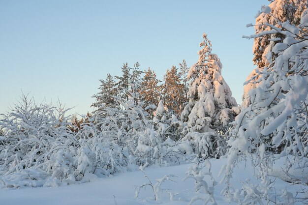 Árvores cobertas de neve na floresta de inverno ao pôr do sol.