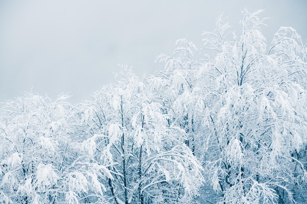 Árvores cobertas de neve na floresta de inverno em dia de neblina
