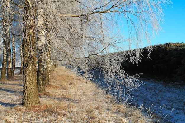 Árvores cobertas de neve na floresta de inverno linda paisagem de inverno