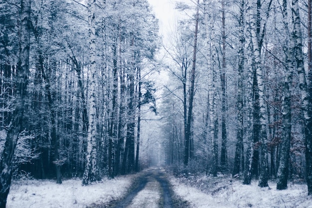 Árvores cobertas de neve na floresta