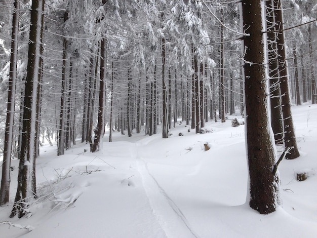 Árvores cobertas de neve na floresta