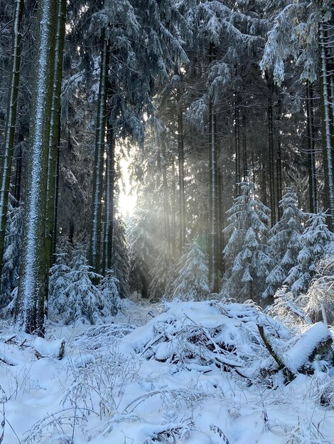 Foto Árvores cobertas de neve na floresta