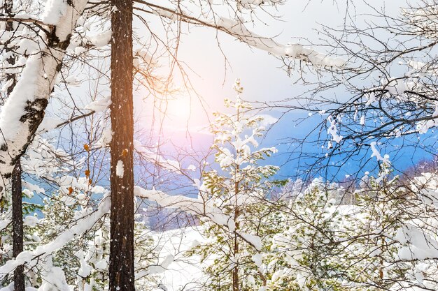 Árvores cobertas de neve nas montanhas ao pôr do sol. bela paisagem de inverno. floresta de inverno. efeito de tom criativo