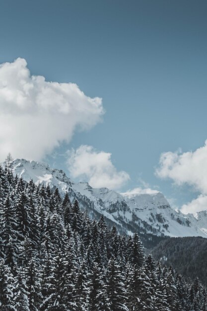 Foto Árvores cobertas de neve nas montanhas contra o céu