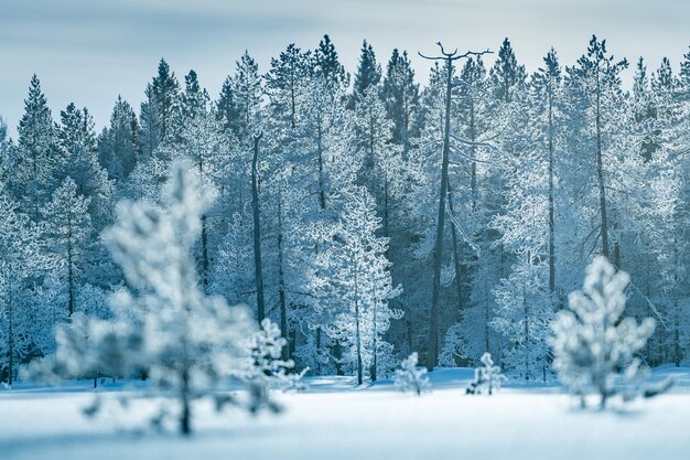 Árvores cobertas de neve no campo contra o céu