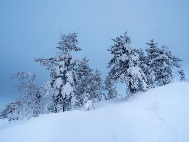 Árvores cobertas de neve no fundo das colinas do ártico paisagem minimalista com árvores nevadas nuas em um campo de inverno ampla visão panorâmica do inverno do ártico