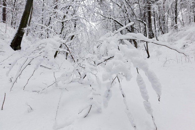 Árvores cobertas de neve no inverno