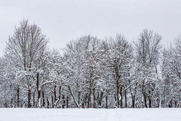 Árvores cobertas de neve no parque. fundo de inverno.