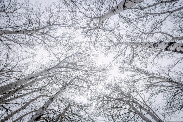 árvores cobertas de neve