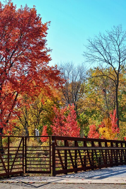 Árvores coloridas de outono no paletta lakefront park em burlington, canadá.