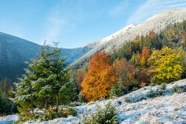Árvores coloridas do outono nas montanhas com a primeira neve na paisagem dos cárpatos do dia ensolarado