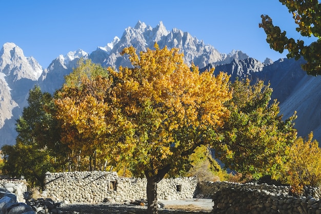 Árvores coloridas na temporada de outono. aldeia passu, baltistan, paquistão.