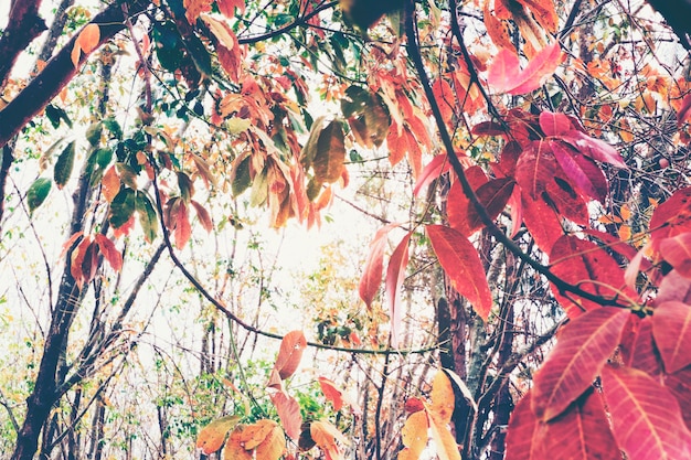 Árvores coloridas na temporada de primavera