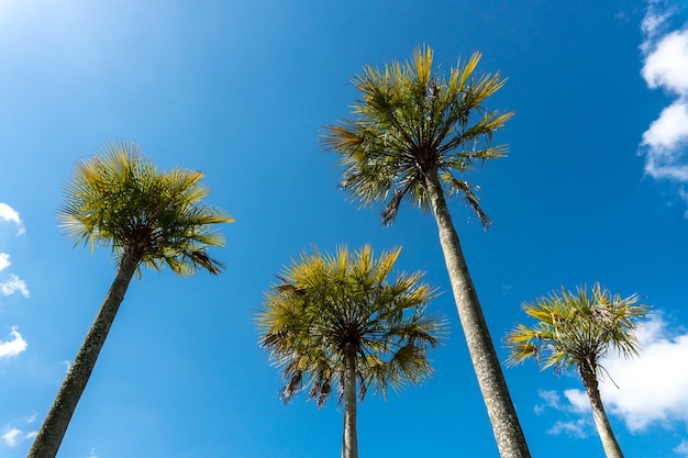 Árvores com céu azul