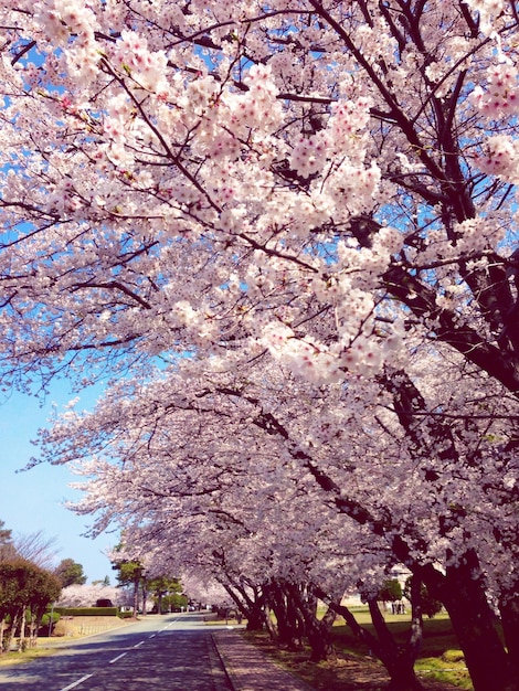 Foto Árvores com flores ao longo da estrada