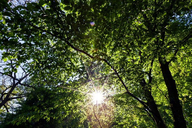 Árvores com folhagem verde no verão, a folhagem das árvores é iluminada pela luz solar intensa