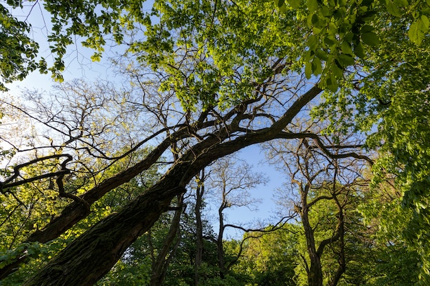 Foto Árvores com folhagem verde no verão, a folhagem das árvores é iluminada pela luz solar intensa