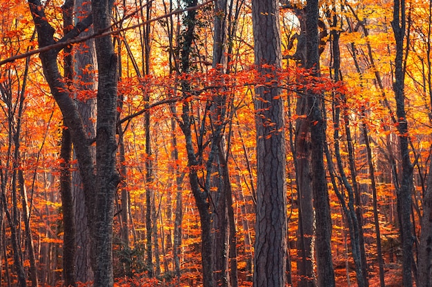 Árvores com folhas amarelas na floresta de outono ao pôr do sol