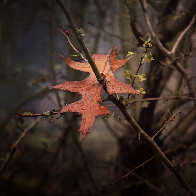 Árvores com folhas coloridas na natureza na temporada de outono