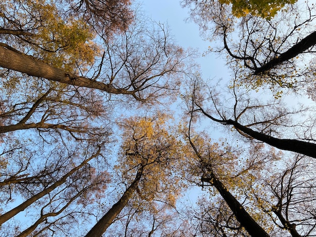 Árvores com folhas de outono caídas contra o céu azul