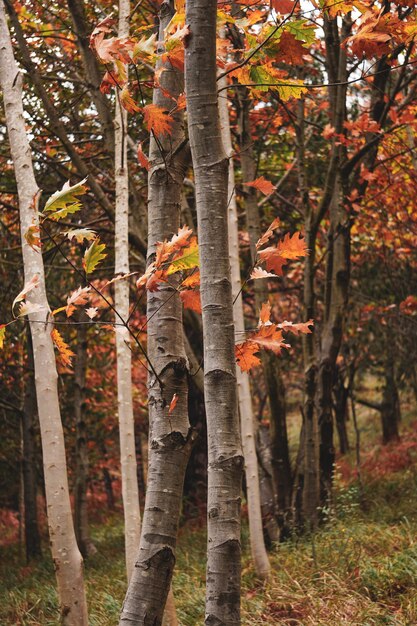 árvores com folhas vermelhas na montanha na temporada de outono