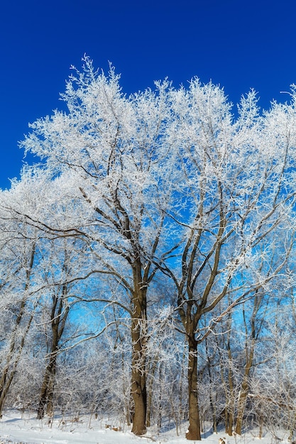 Foto Árvores com geadas no fundo do céu azul puro