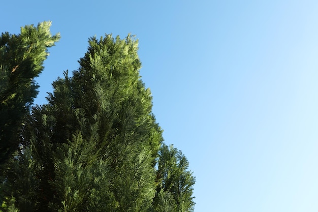 Árvores coníferas contra o espaço do céu azul para texto