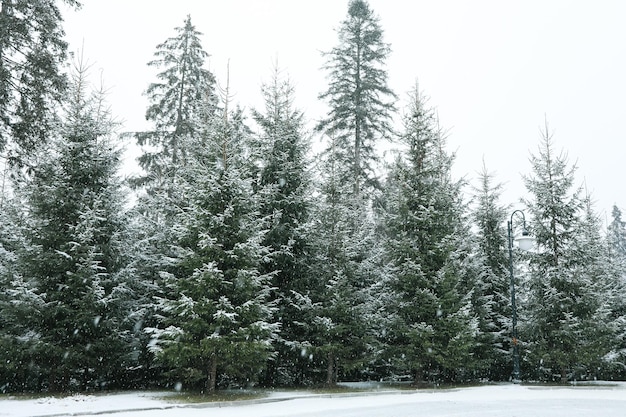 Árvores coníferas em dia de neve na estância de esqui dos Cárpatos