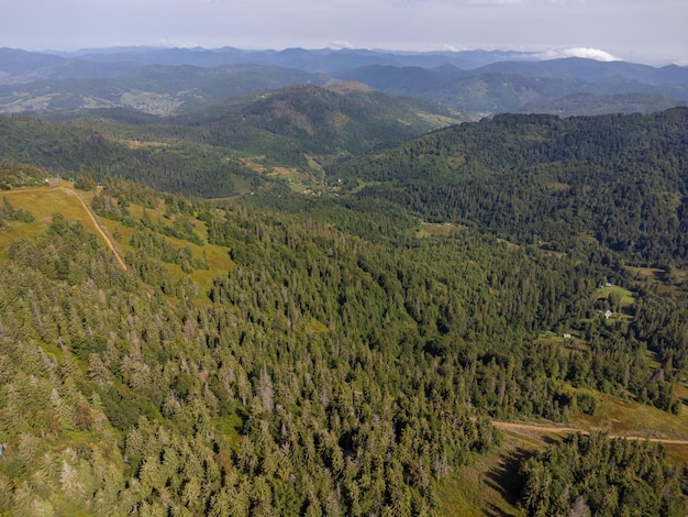 Árvores coníferas na encosta da montanha. vista aérea do drone.