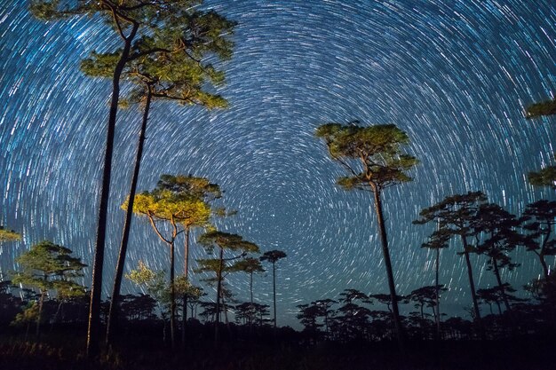 Foto Árvores contra o céu à noite