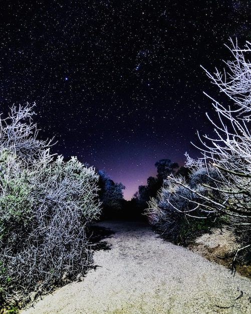 Foto Árvores contra o céu à noite