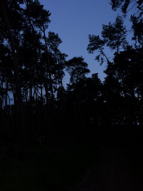 Foto Árvores contra o céu