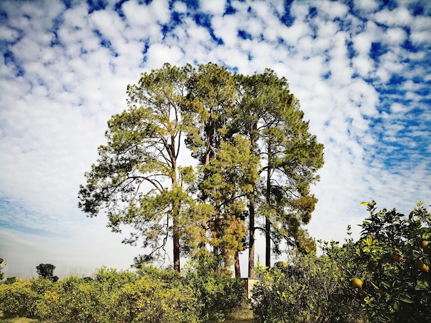 Foto Árvores contra o céu