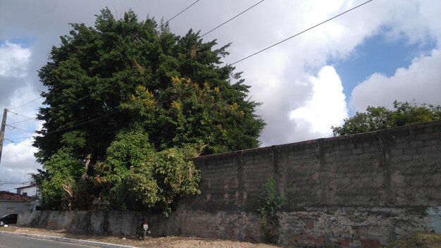 Foto Árvores contra o céu