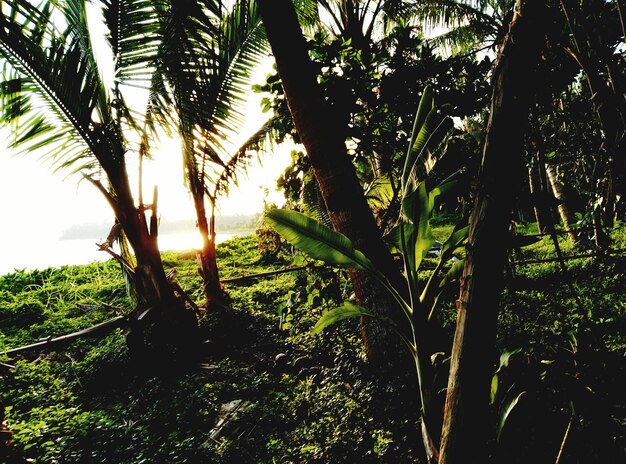 Foto Árvores contra o céu