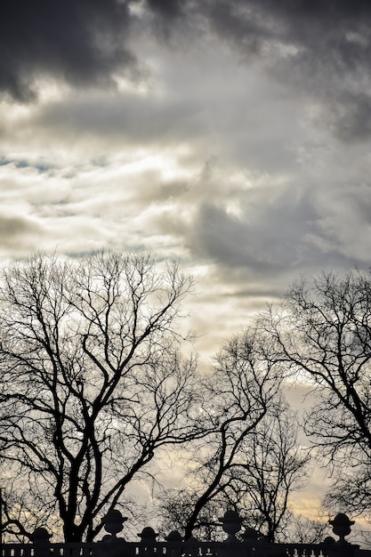 Árvores contra um céu claro, árvores contra um pôr do sol, pôr do sol