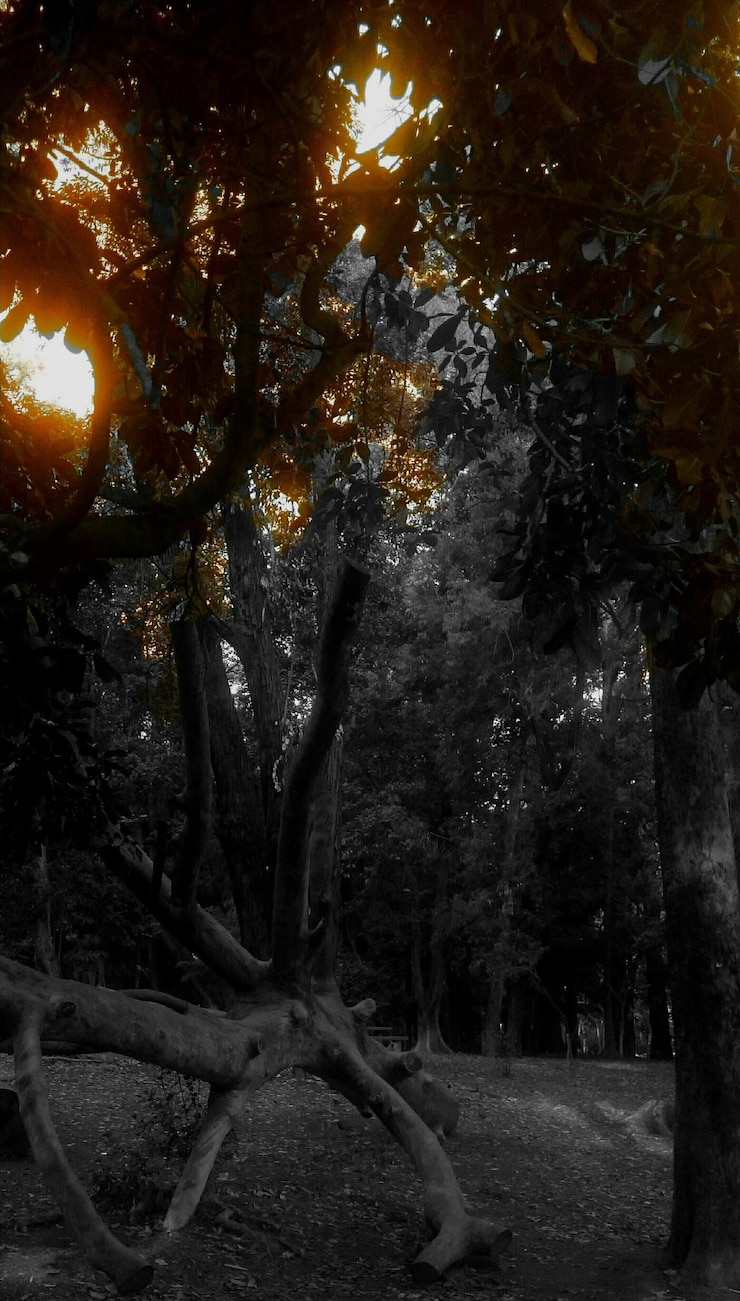 Foto árvores crescendo à luz do sol