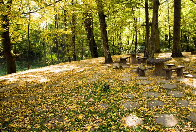 Árvores crescendo em um parque no outono do ano