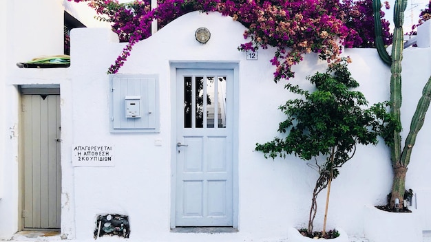 Foto Árvores crescendo na parede da casa